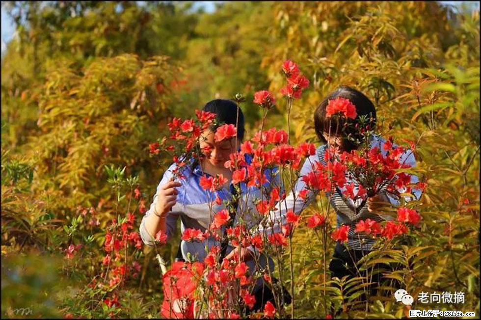 【春天，广西桂林灌阳县向您发出邀请！】登麒麟山，相约映山红 - 游山玩水 - 娄底生活社区 - 娄底28生活网 ld.28life.com