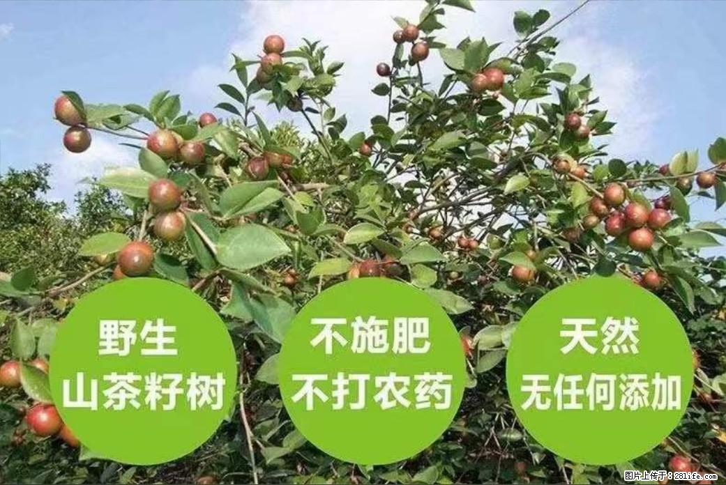 【灌阳县油茶产业示范区】一个有着充实的精神生活的人,对待身外之物自会有一种淡泊的态度 - 土特产 - 饮食特产 - 娄底分类信息 - 娄底28生活网 ld.28life.com
