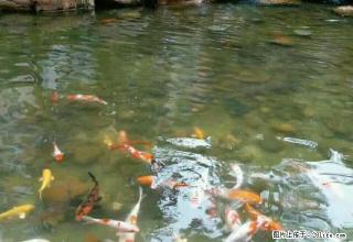 碧桂园旁，娄底高端小区怡河园二房，预租从速！~ - 娄底28生活网 ld.28life.com