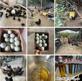 油茶园从小鸡仔开始养起的纯土鸡、土鸡蛋可以预定啦!还有前几天刚榨的纯山茶油哦 - 娄底28生活网 ld.28life.com