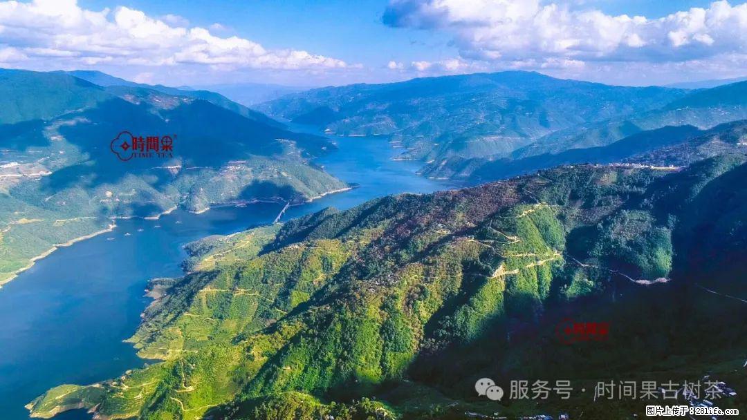 时间果百年古树龙珠普洱生茶 - 购物交流 - 娄底生活社区 - 娄底28生活网 ld.28life.com