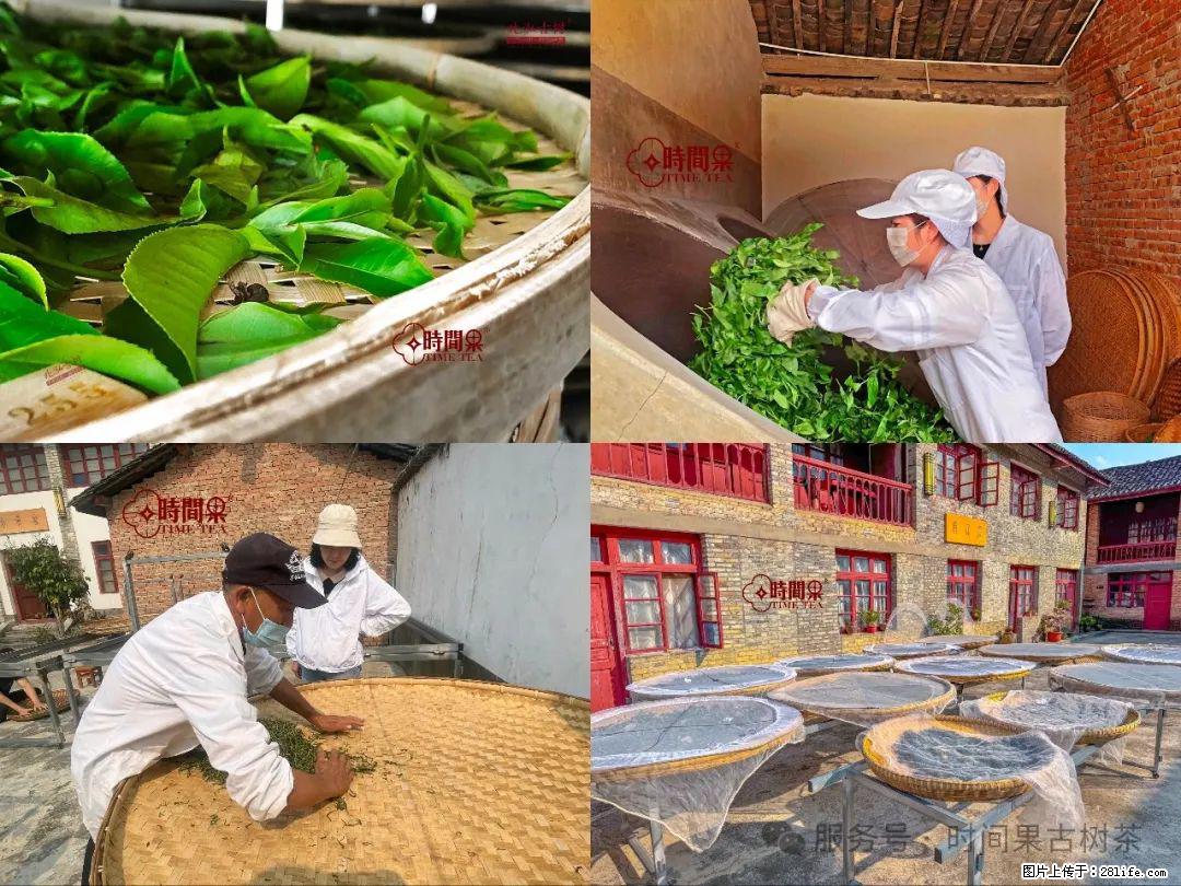 时间果百年古树龙珠普洱生茶 - 购物交流 - 娄底生活社区 - 娄底28生活网 ld.28life.com