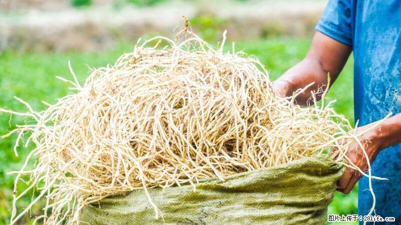 堪称“最难吃”的蔬菜，却是 “抗辐射神器”，还能护肺、清热、止咳化痰！ - 娄底生活资讯 - 娄底28生活网 ld.28life.com