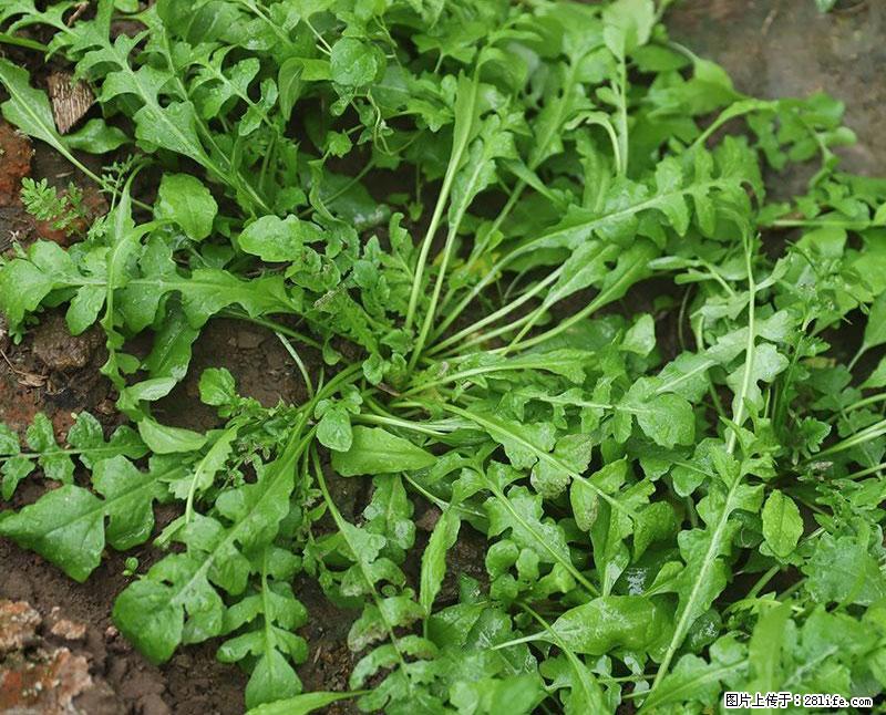 这些蔬菜是“天然钙片”，这6种被医生重点推荐 - 娄底生活资讯 - 娄底28生活网 ld.28life.com