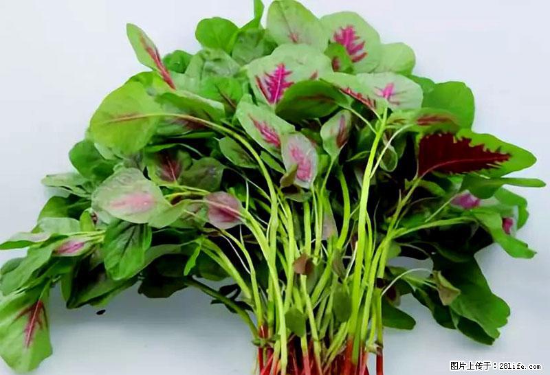 这些蔬菜是“天然钙片”，这6种被医生重点推荐 - 娄底生活资讯 - 娄底28生活网 ld.28life.com