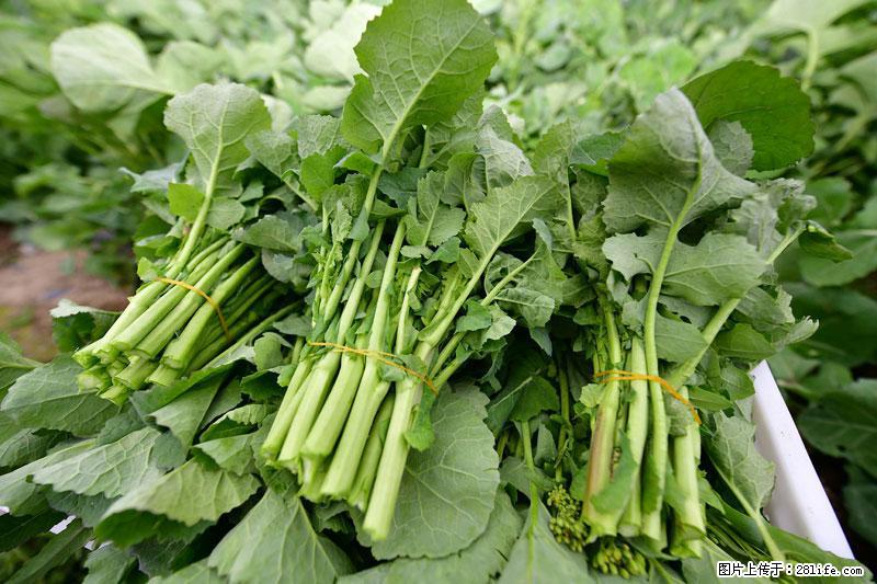 这些蔬菜是“天然钙片”，这6种被医生重点推荐 - 娄底生活资讯 - 娄底28生活网 ld.28life.com